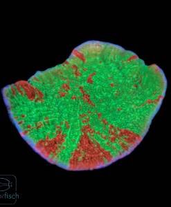 Montipora Foliosa Graftet