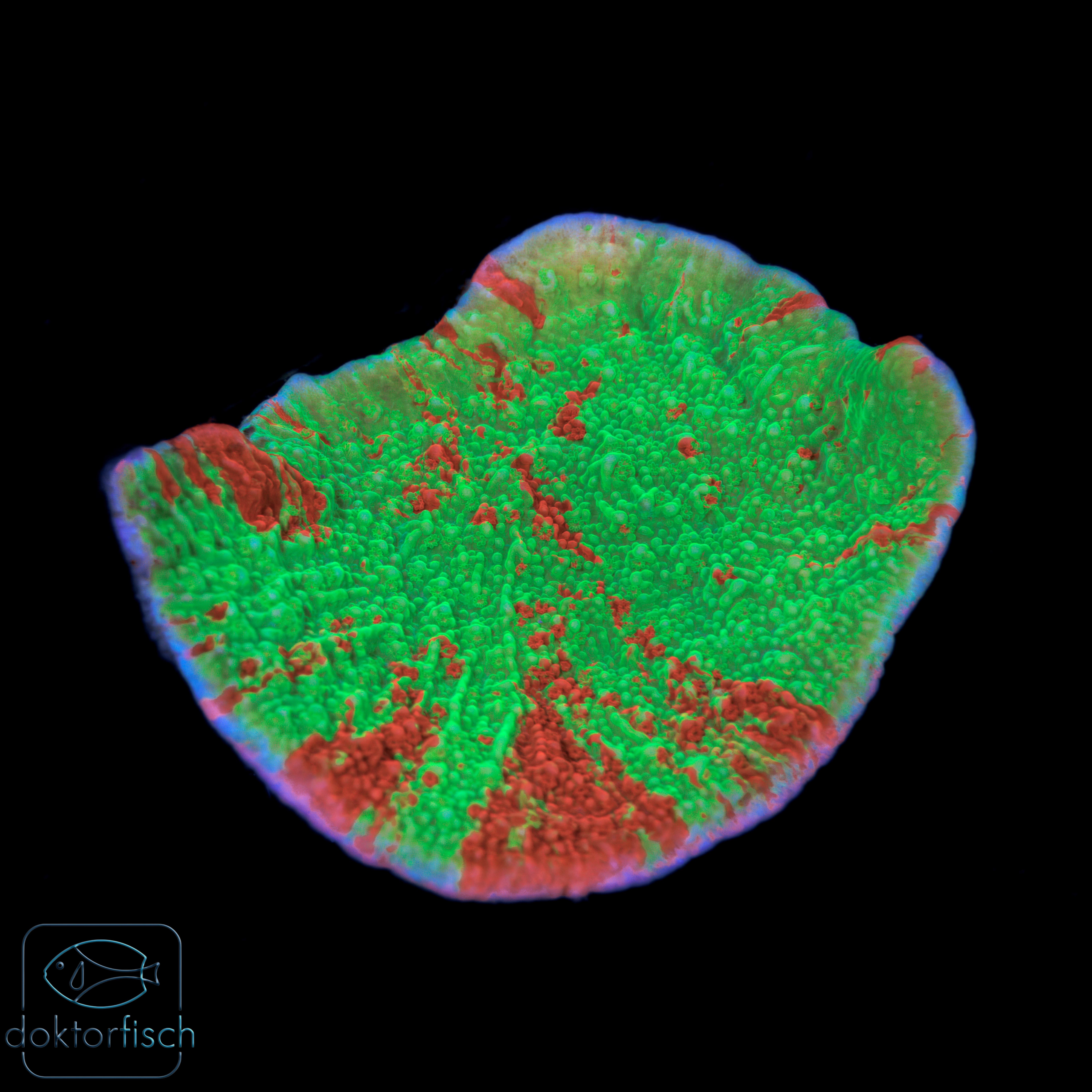 6000x6000 Montipora Foliosa Graftet