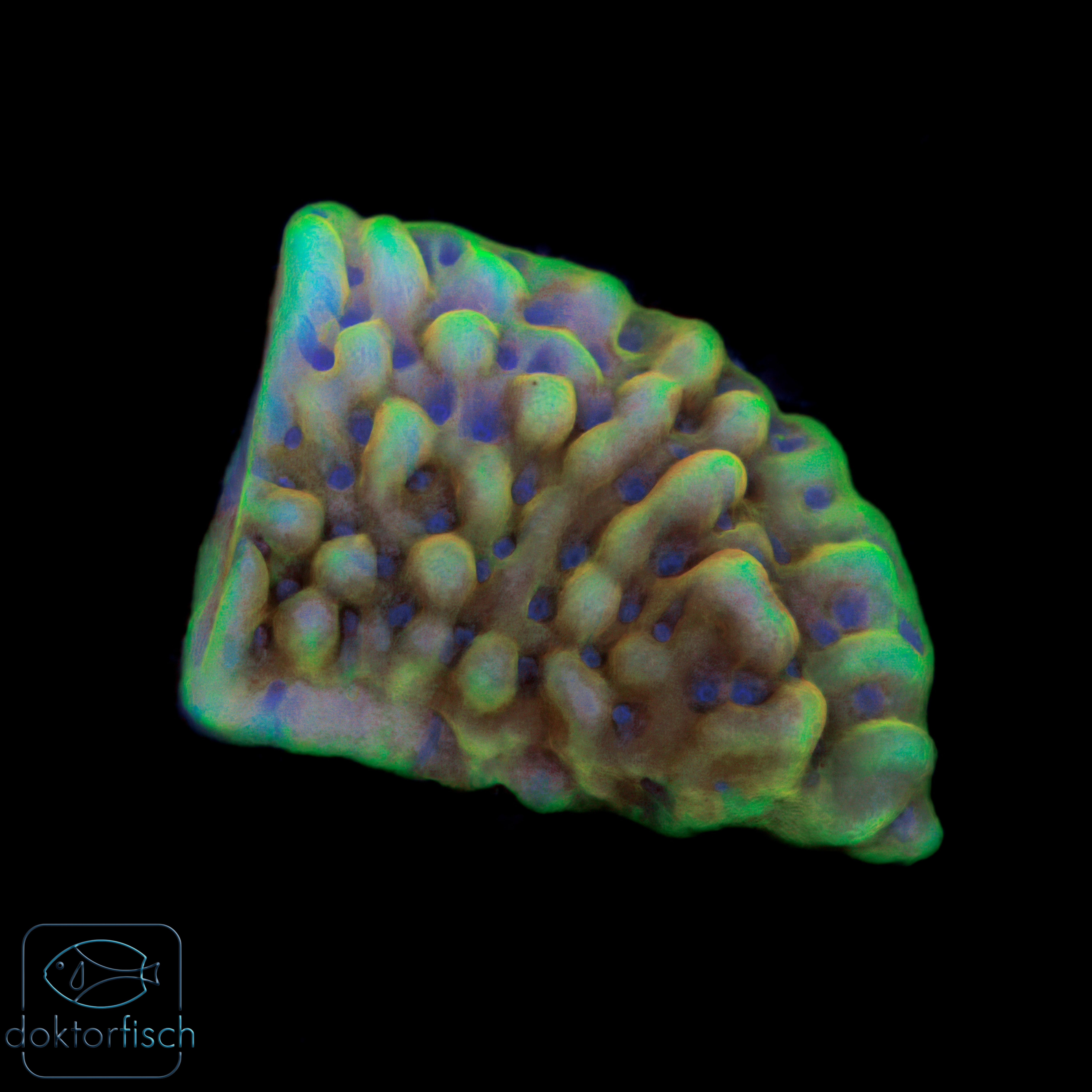 6000x6000 Montipora Crazy T
