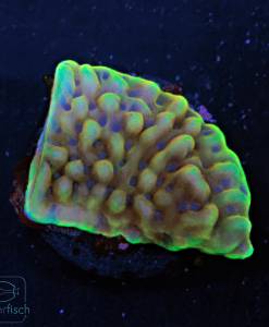 Alternative view of WYSIWYG Montipora Crazy T