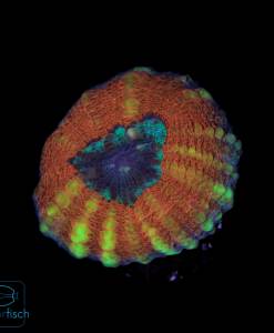 Lobophyllia orange blue center