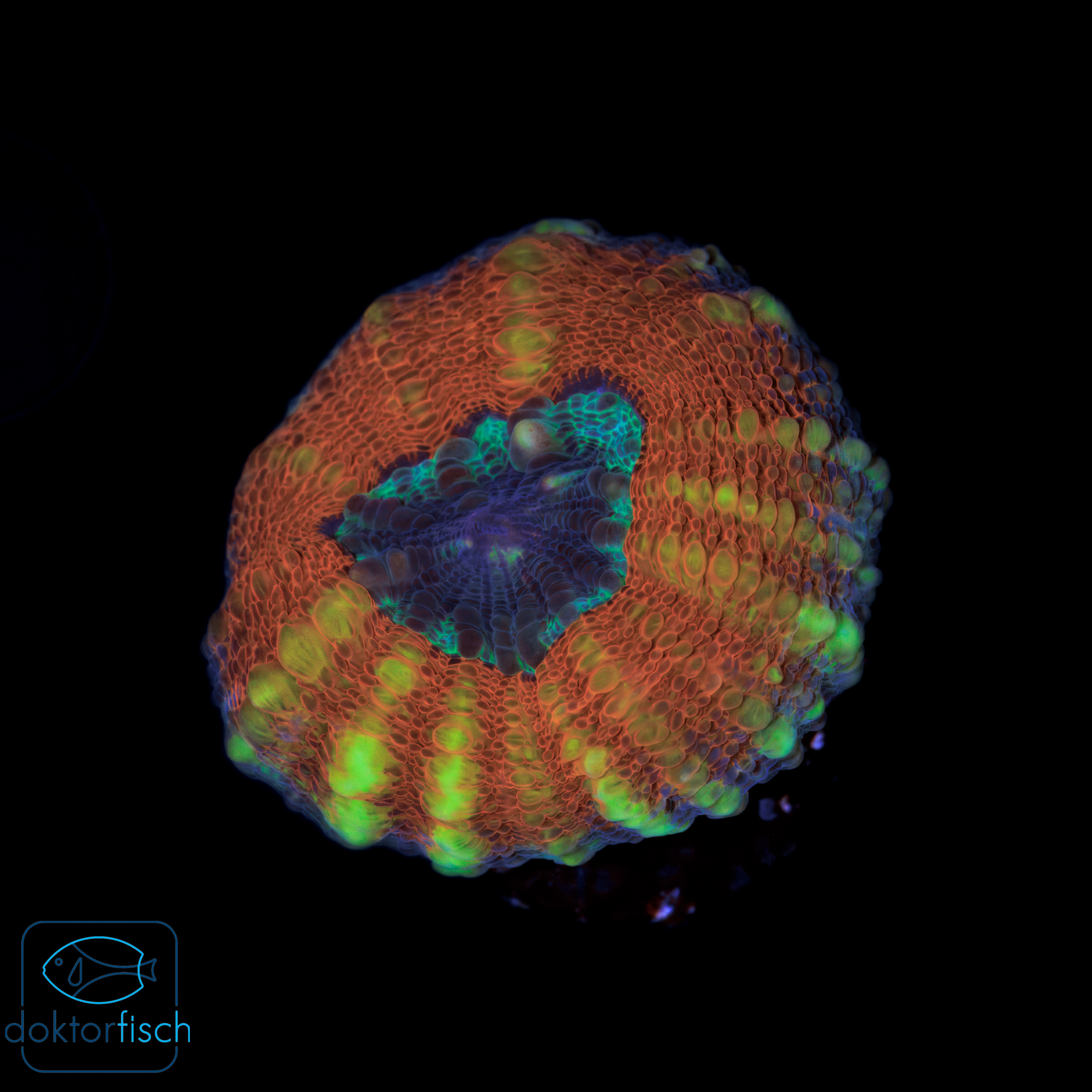 4000x4000 Lobophyllia orange blue center