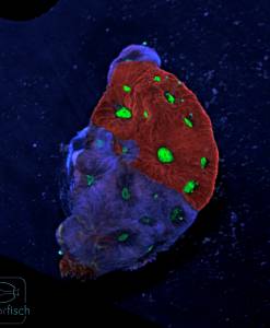 Alternative view of WYSIWYG Favia War Coral