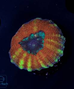Alternative view of WYSIWYG Lobophyllia orange blue center