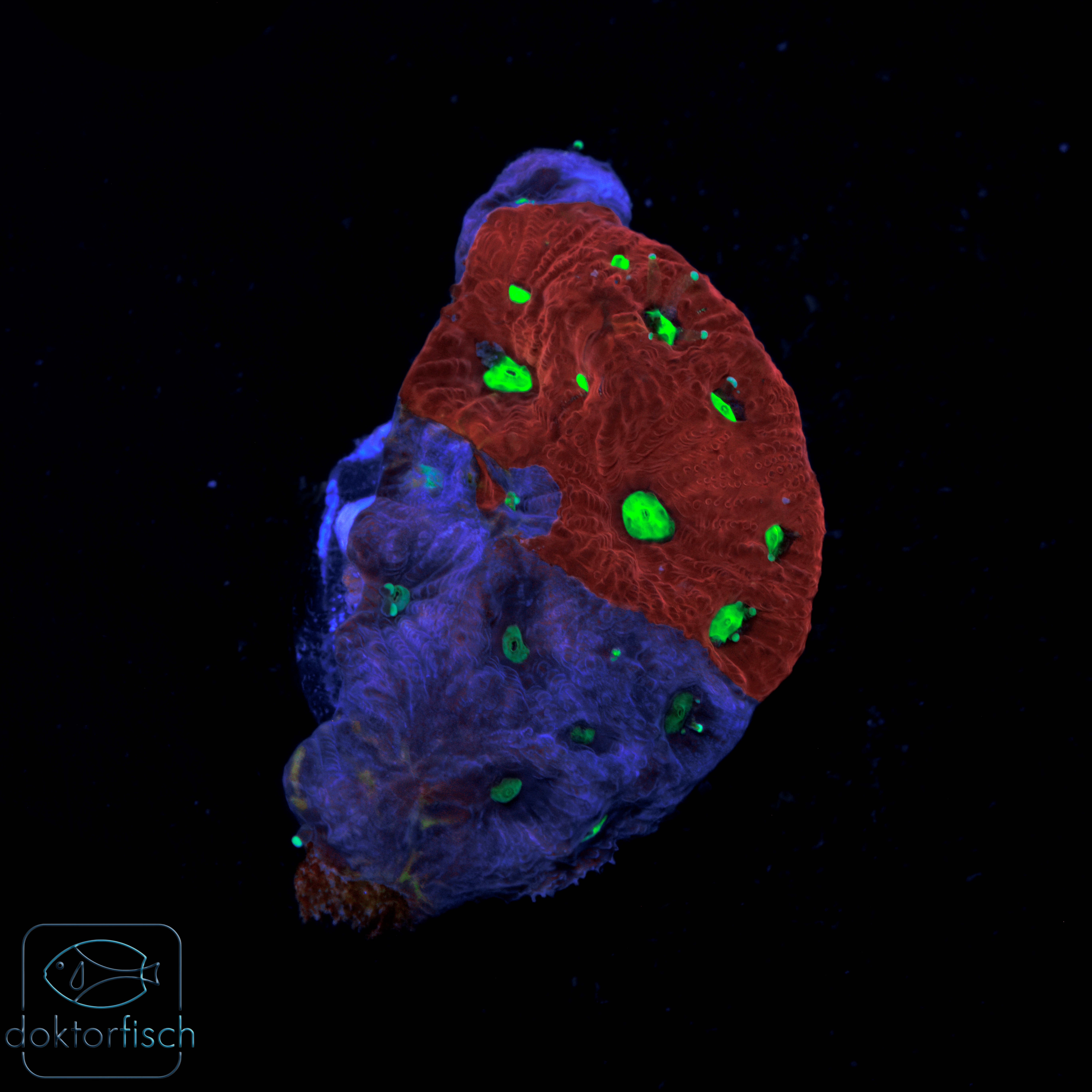 6000x6000 Favia War Coral